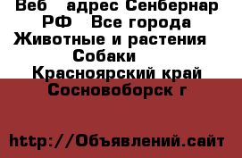 Веб – адрес Сенбернар.РФ - Все города Животные и растения » Собаки   . Красноярский край,Сосновоборск г.